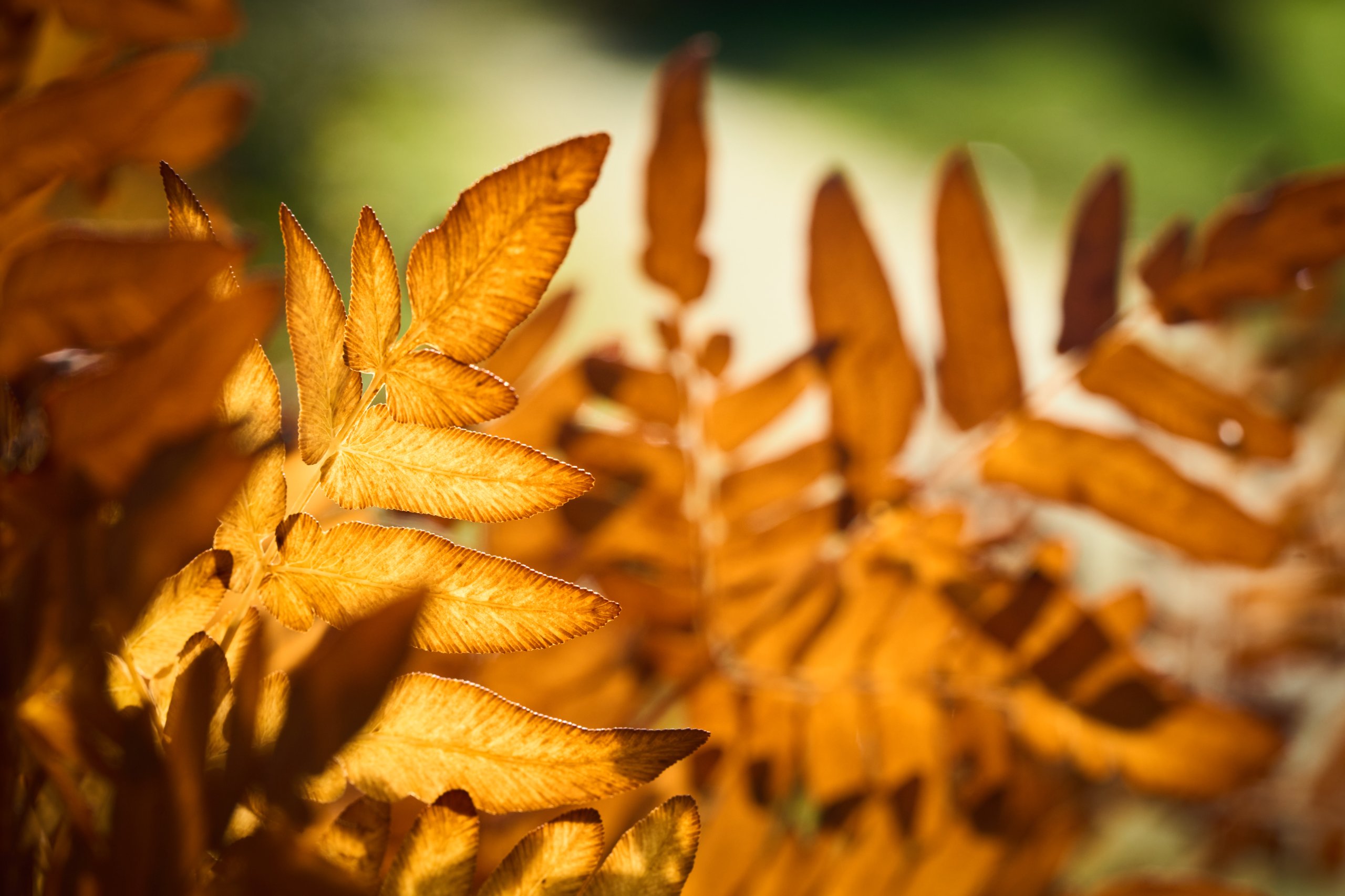 2025 11 02 Gruga 0042